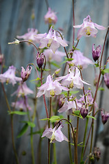 Image showing flowers bluebells on blue background