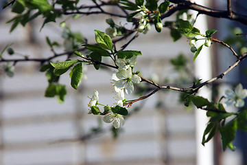 Image showing plum-tree blossom