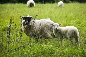 Image showing Sheep