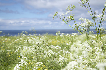 Image showing Flora