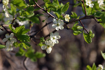 Image showing plum-tree blossom