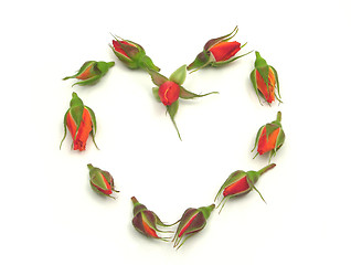 Image showing Rose buds arranged as heart  on white