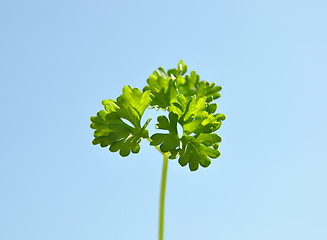 Image showing Parsley cut-out