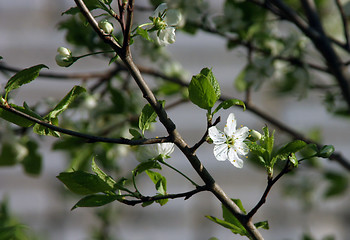 Image showing plum-tree blossom