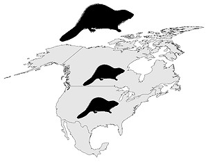 Image showing Distribution of canadian beaver 