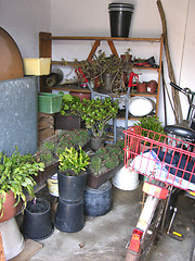 Image showing A storage room or cellar for overwintering plants 
