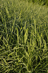 Image showing Tall wheatgrass (Agropyron, elongatum)