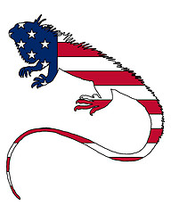 Image showing Iguana United States of America