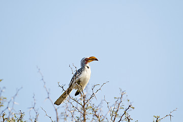 Image showing Southern Yellow-Billed Hornbill