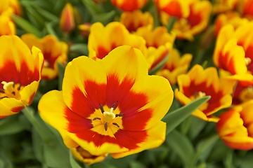 Image showing Tulips Flowers