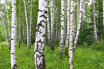 Image showing Beautiful birch trees