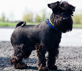 Image showing Miniature schnauzer