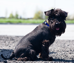 Image showing Miniature schnauzer