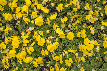 Image showing Yellow Flowers