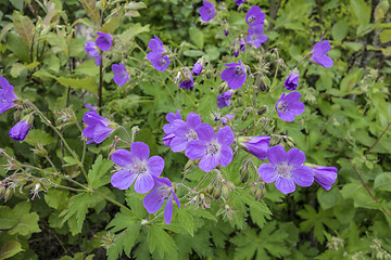 Image showing Purple Flowers