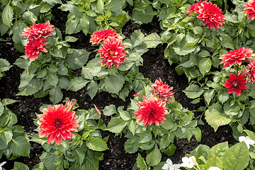 Image showing Red Flowers