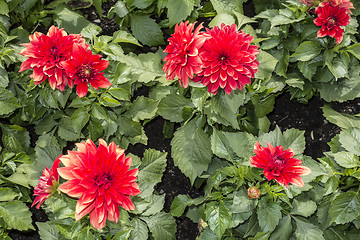 Image showing Red Flowers