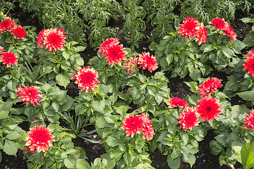 Image showing Red Flowers