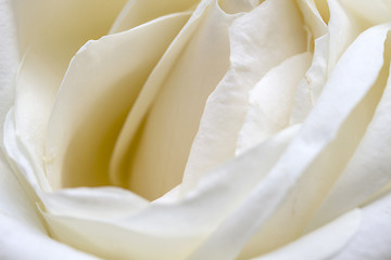 Image showing white rose