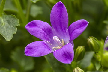 Image showing Purple wildflowe