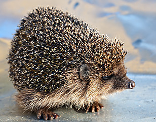 Image showing European common hedgehog