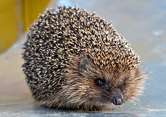 Image showing European common hedgehog