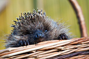 Image showing European hedgehog in basket