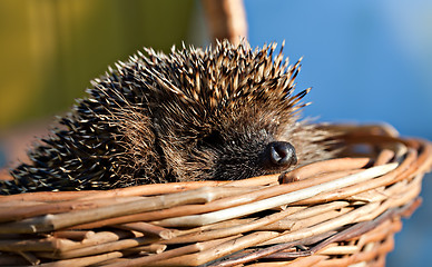 Image showing European hedgehog in basket