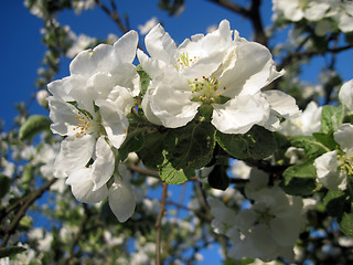 Image showing apple blossom flowers