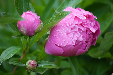 Image showing peony