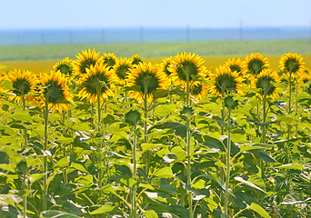 Image showing Field of Sunflower