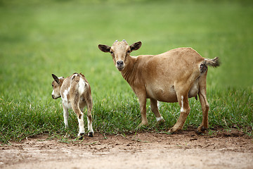 Image showing Portrait of african goats