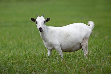 Image showing Portrait of a african goat 