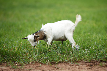 Image showing Portrait of a african goat