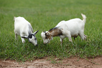 Image showing Portrait of african goats