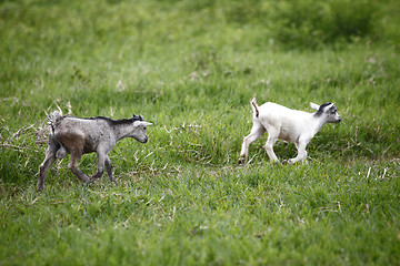 Image showing Young african goats running across the meadow