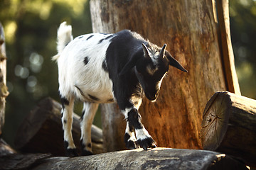 Image showing Colorful Dutch goat