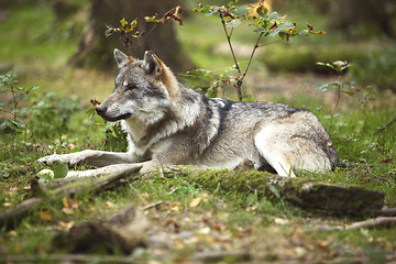 Image showing Grey wolf