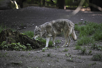 Image showing Grey wolf