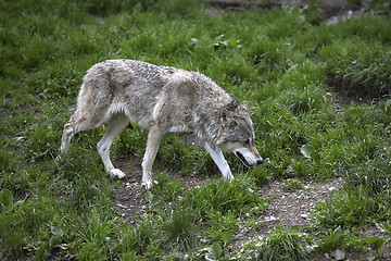 Image showing Grey wolf