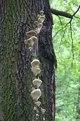 Image showing mushroom on tree