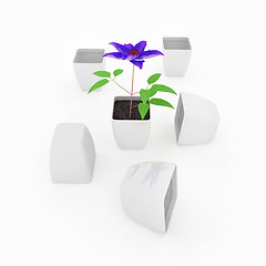 Image showing Clematis a beautiful flower in the white pot