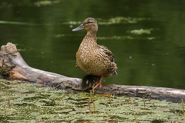 Image showing mallard & duckling