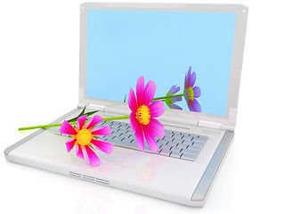 Image showing cosmos flower on laptop