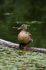 Image showing mallard & duckling
