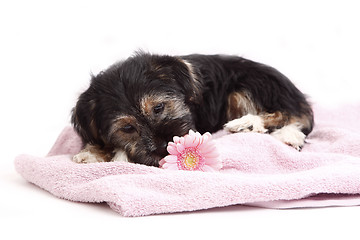 Image showing Young Terrier Mix on the blanket