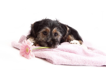 Image showing Young Terrier Mix on the blanket