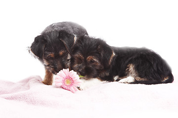 Image showing Young Terrier Mix dogs on the blanket