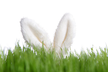 Image showing Rabbit ears behind green grass