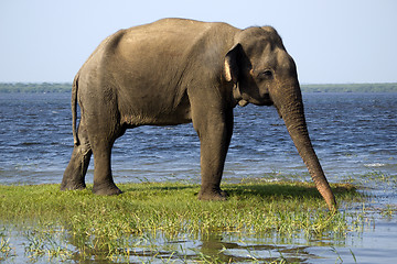 Image showing Young elephant in the national park